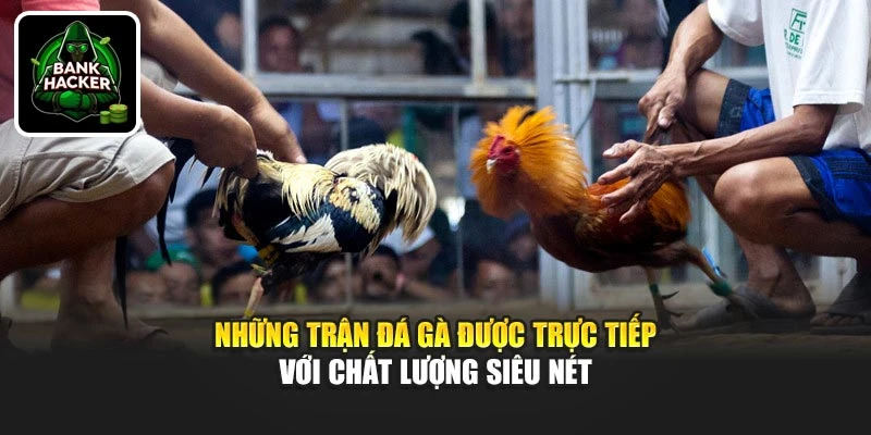 Những trận đá gà được trực tiếp với chất lượng siêu nét