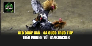 Kèo Chấp Cân - Cá Cược Trực Tiếp Trên Won88 Với Bankhacker