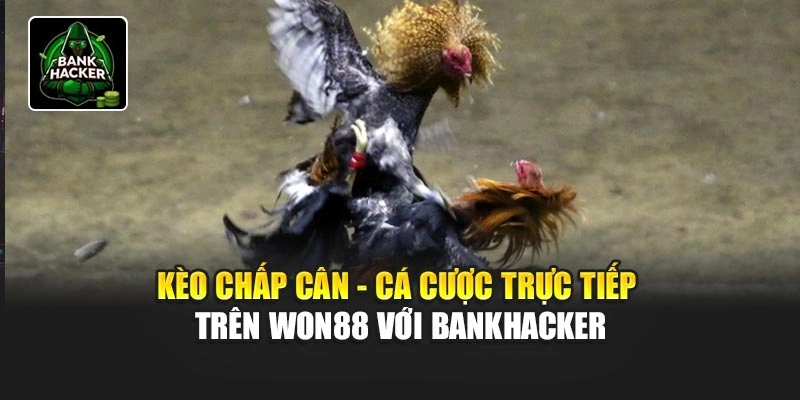 Kèo Chấp Cân - Cá Cược Trực Tiếp Trên Won88 Với Bankhacker