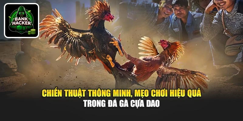Chiến thuật thông minh, mẹo chơi hiệu quả trong đá gà cựa dao