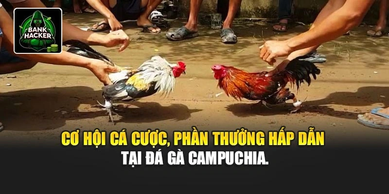 Cơ hội cá cược, phần thưởng hấp dẫn tại đá gà Campuchia.
