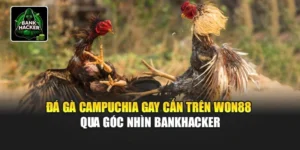 Nhận định thực tế từ cược thủ về đá gà Campuchia