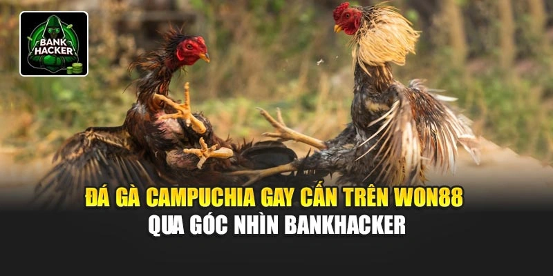 Nhận định thực tế từ cược thủ về đá gà Campuchia