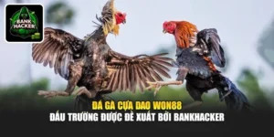 Đá Gà Cựa Dao Won88 - Đấu Trường Được Đề Xuất Bởi Bankhacker