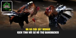 Đá Gà Cựa Sắt Won88 - Kịch Tính Với Sự Hỗ Trợ Bankhacker