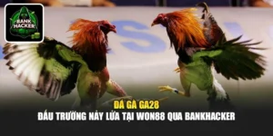 Đá Gà Ga28 - Đấu Trường Nảy Lửa Tại Won88 Qua Bankhacker