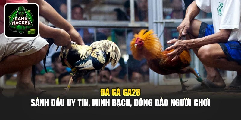 Đá gà Ga28 - Sảnh đấu uy tín, minh bạch, đông đảo hội viên