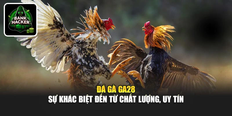 Đá gà Ga28 - Sự khác biệt đến từ chất lượng, uy tín