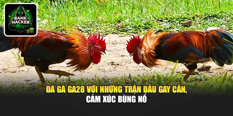 Đá gà Ga28 với những trận đấu gay cấn, cảm xúc bùng nổ