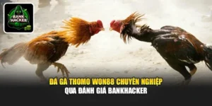 Đá Gà Thomo Won88 Chuyên Nghiệp Qua Đánh Giá Bankhacker
