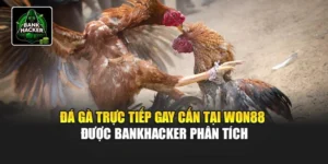 Đá Gà Trực Tiếp Gay Cấn Tại Won88 Được Bankhacker Phân Tích