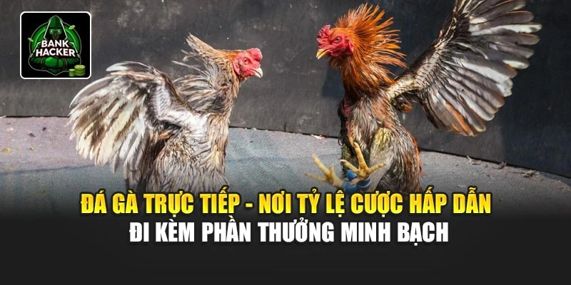 Đá gà trực tiếp - nơi tỷ lệ cược hấp dẫn đi kèm phần thưởng minh bạch