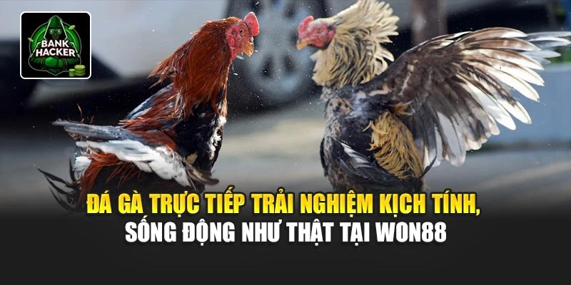 Đá gà trực tiếp trải nghiệm kịch tính, sống động như thật