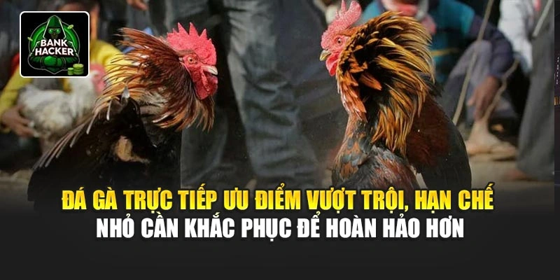 Đá gà trực tiếp ưu điểm vượt trội, hạn chế nhỏ cần khắc phục để hoàn hảo hơn