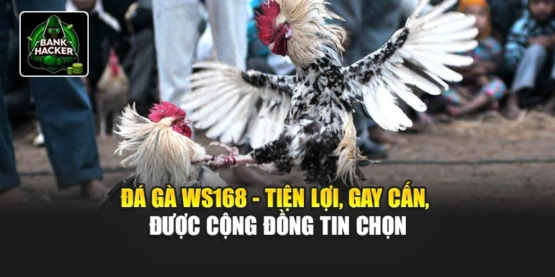 Đá gà WS168 - Tiện lợi, gay cấn, được cộng đồng tin chọn