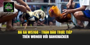 Đá Gà WS168 - Trận Đấu Trực Tiếp Trên Won88 Với Bankhacker