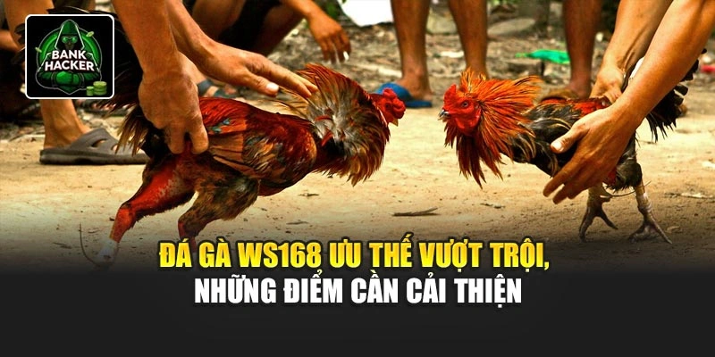 Đá gà WS168 ưu thế vượt trội, những điểm cần cải thiện