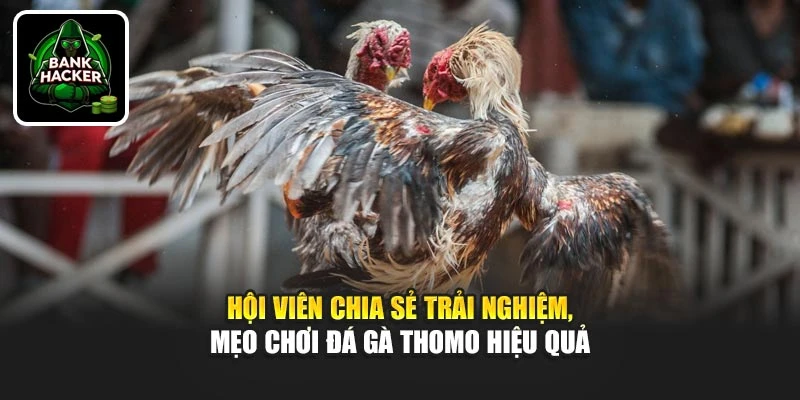 Hội viên chia sẻ trải nghiệm, mẹo chơi đá gà Thomo hiệu quả
