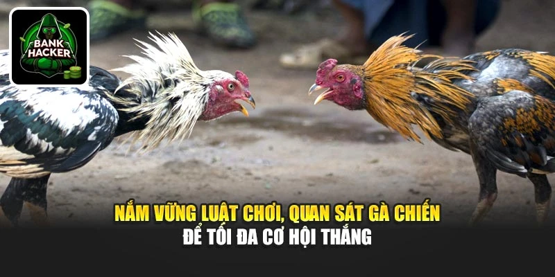 Nắm vững luật chơi, quan sát gà chiến để tối đa cơ hội thắng