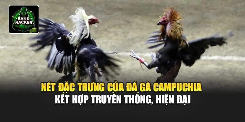 Nét đặc trưng của đá gà Campuchia kết hợp truyền thống, hiện đại