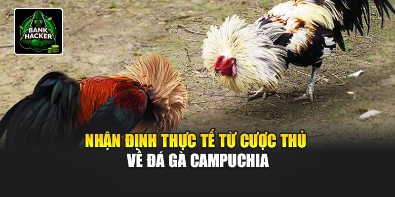 Nhận định thực tế từ cược thủ về đá gà Campuchia