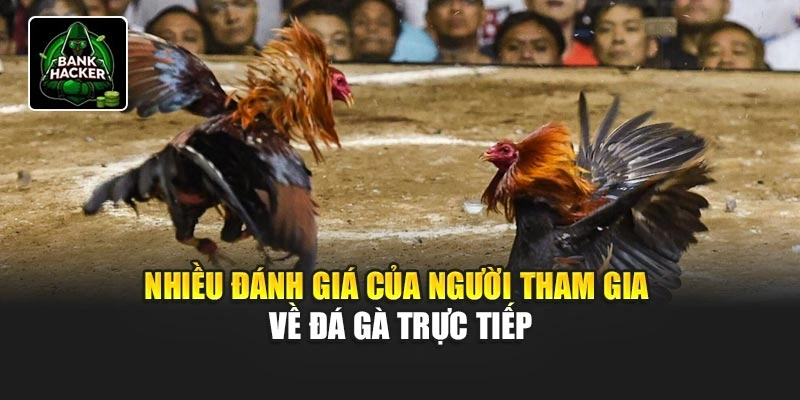 Nhiều đánh giá của người tham gia về đá gà trực tiếp