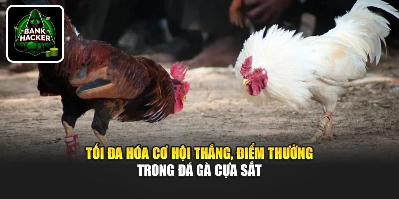 Tối đa hóa cơ hội thắng, điểm thưởng trong đá gà cựa sắt