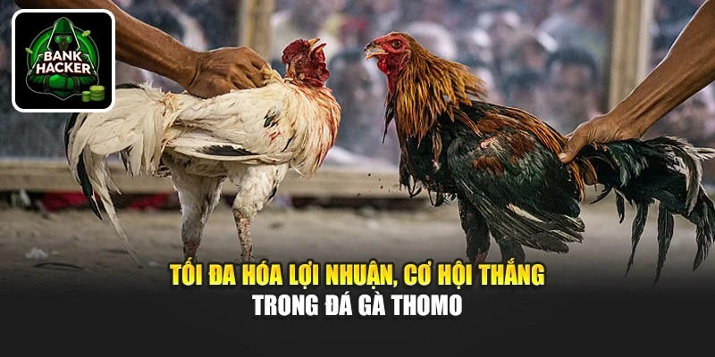 Tối đa hóa lợi nhuận, cơ hội thắng trong đá gà Thomo