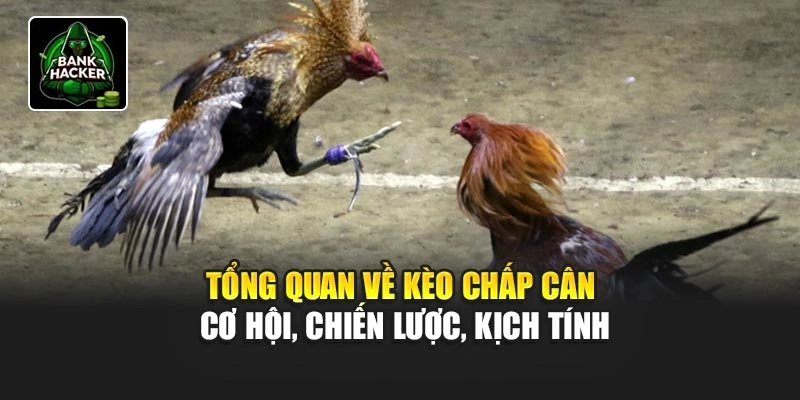 Tổng quan về kèo chấp cân cơ hội, chiến lược, kịch tính