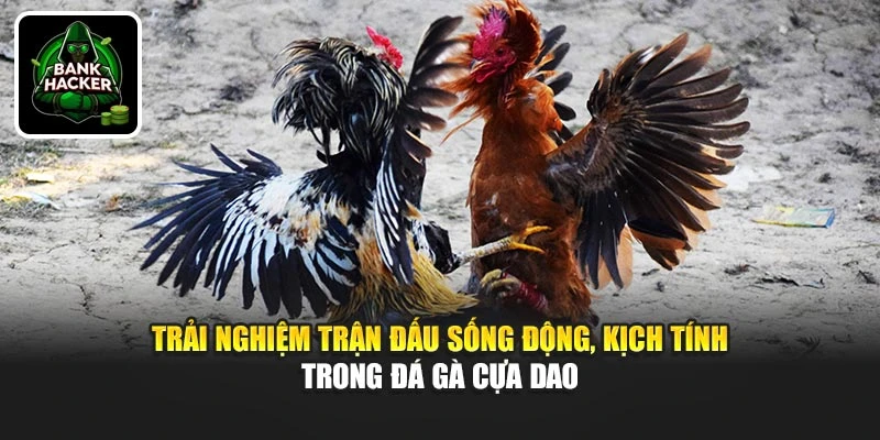 Trải nghiệm trận đấu sống động, kịch tính trong đá gà cựa dao