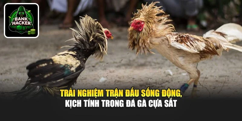 Trải nghiệm trận đấu sống động, kịch tính trong đá gà cựa sắt