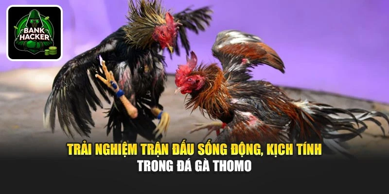 Trải nghiệm trận đấu sống động, kịch tính trong đá gà Thomo