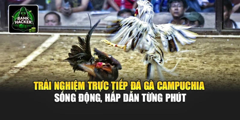 Trải nghiệm trực tiếp đá gà Campuchia sống động, hấp dẫn từng phút