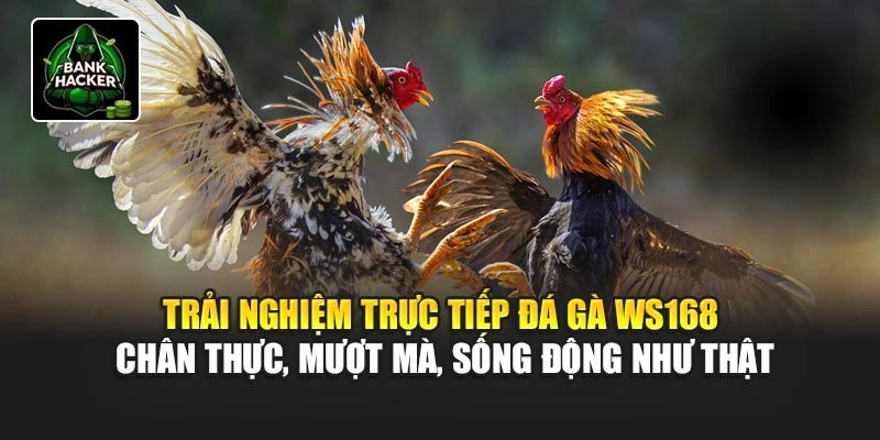 Trải nghiệm trực tiếp đá gà WS168 chân thực, mượt mà, sống động như thật