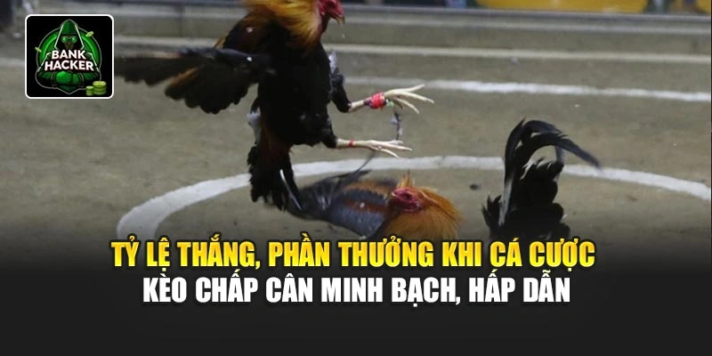 Tỷ lệ thắng, phần thưởng khi cá cược kèo chấp cân minh bạch, hấp dẫn